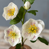 Real Touch Hellebores Stem | White