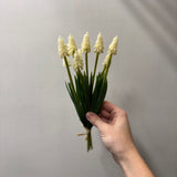 Grape Hyacinth Bundle | White