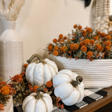 Flat White Pumpkins | 2 Sizes