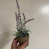 Flowering Sage Lavender Pot