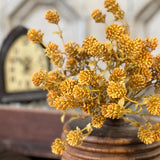 Russet Cone Bush | Golden Yellow