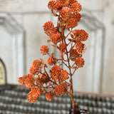 Russet Cone Spray | Sienna