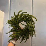 Norfolk Pine Candle Ring | 3.5”