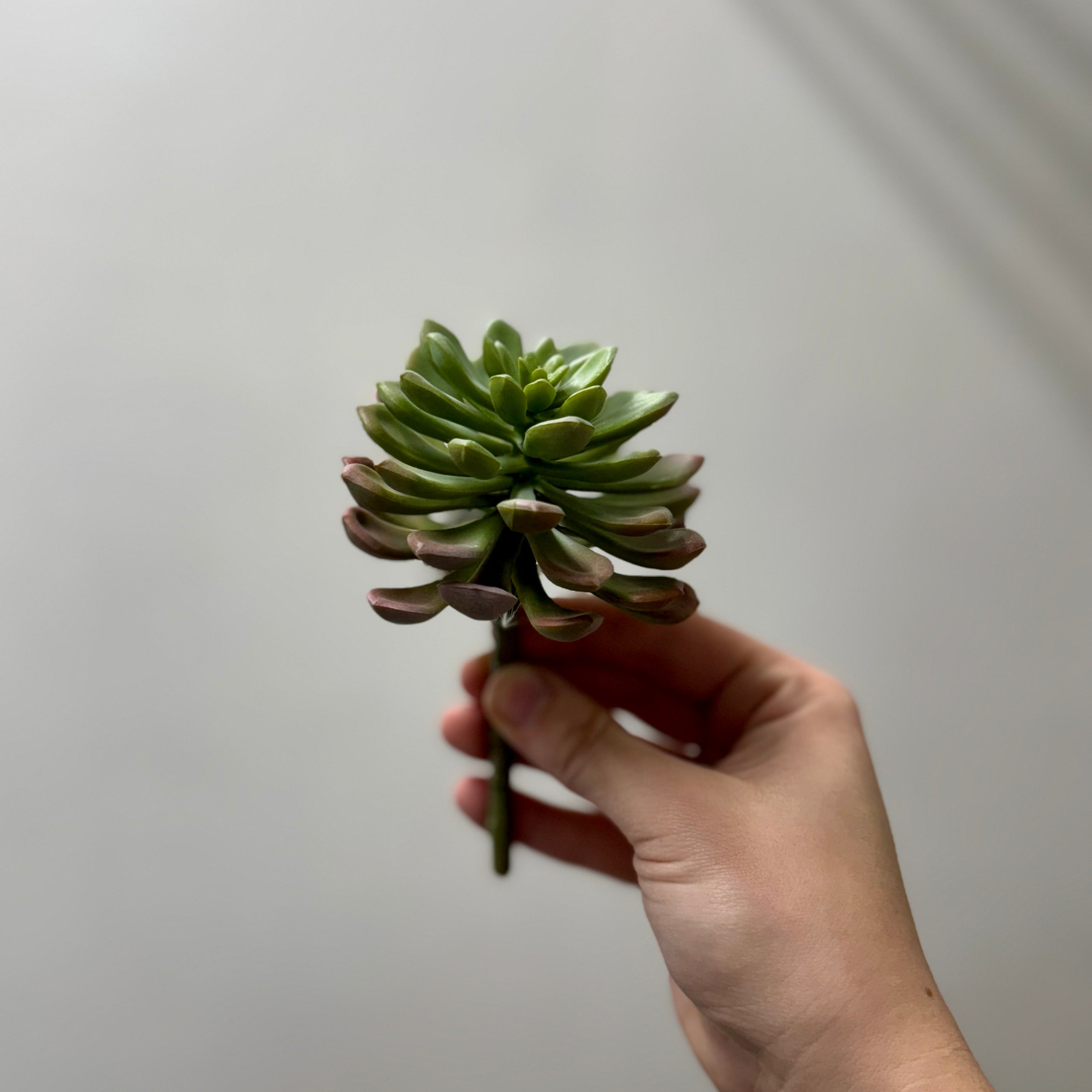 tears succulent Tear Leaf Succulent – Kaufmans Kountry Accents