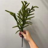 Norfolk Pine Pick