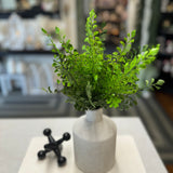 Fern Bush