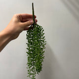 Baby Tears Hanging Succulent