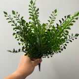 Fern Bush
