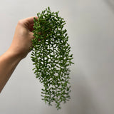 Baby Tears Hanging Succulent