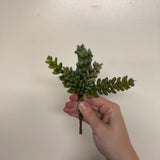 Donkey Tail Succulent