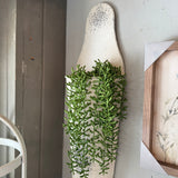 Baby Tears Hanging Succulent