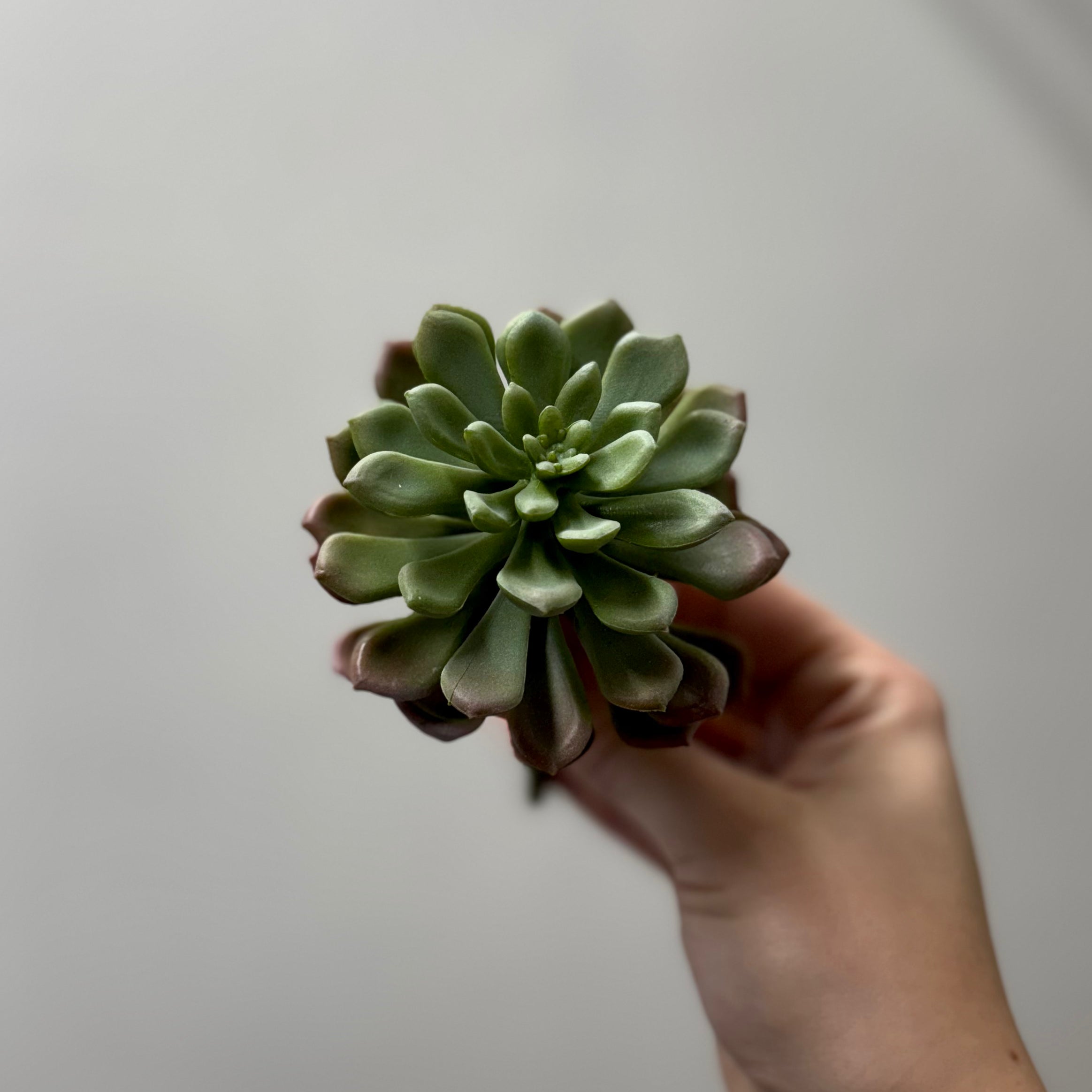 tears succulent Tear Leaf Succulent – Kaufmans Kountry Accents