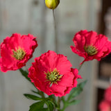 Rialto Poppies | 27"