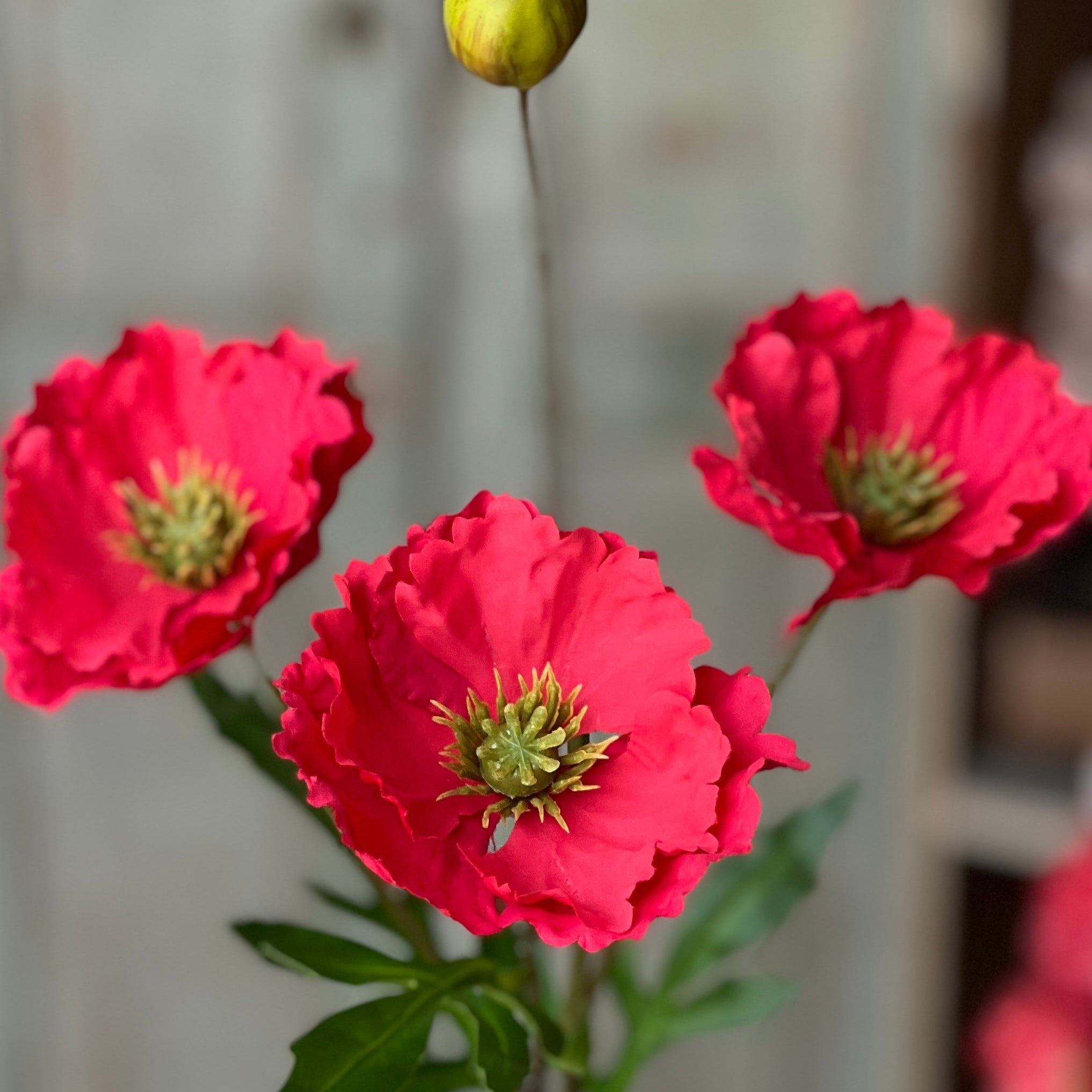 Rialto Poppies | 27"