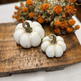 Flat White Pumpkins | 2 Sizes