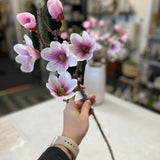 Saucer Magnolia Bloom Stems