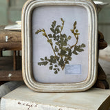 Wakefield Botanicals Frame | Fern