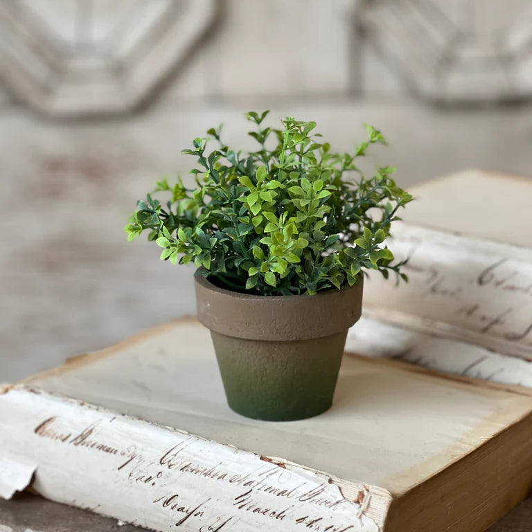 tea leaves in potted plants Tea Leaves Hickman Pot