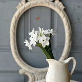 11" Buttercup Bundle | White