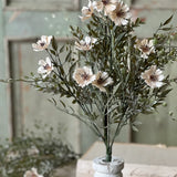 Charade Cosmos Bush | 15"