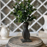 Galilee Boxwood Bush | 12"