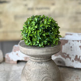 Lyric Boxwood Half Sphere | 4.5"