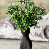 Lyric Boxwood Bush | 11"