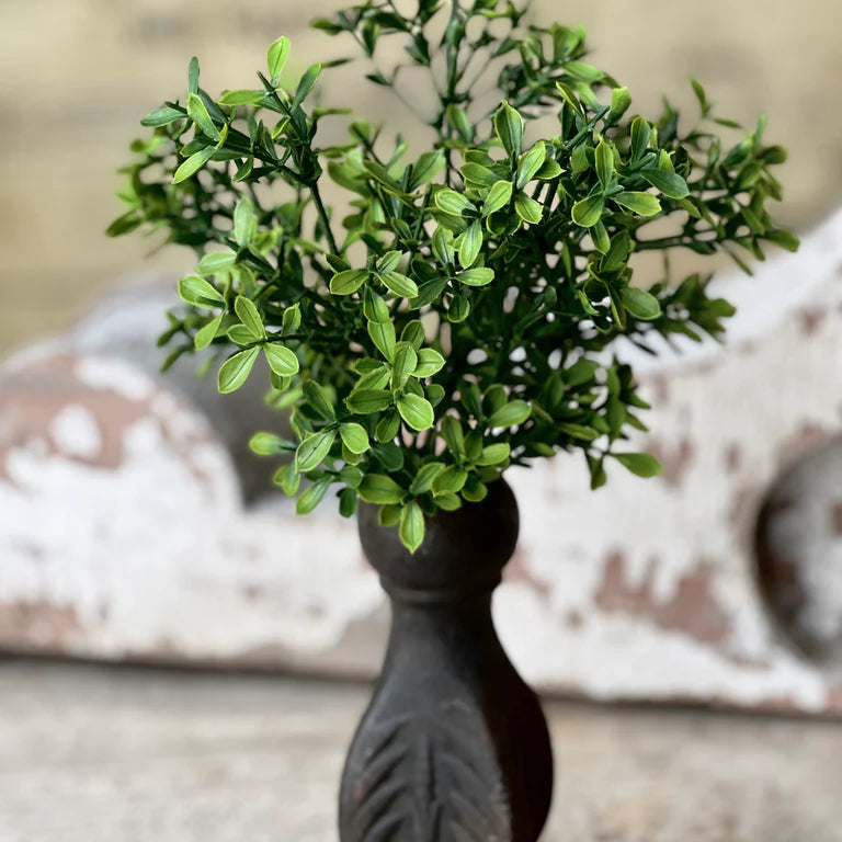 Lyric Boxwood Bush | 11"