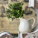 Lyric Boxwood Bush | 11"
