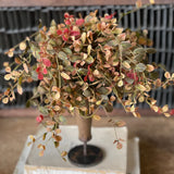 Bog Pimpernel Half Sphere |  12"
