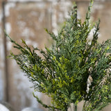 Clifton Hills Cedar Bush | 20"