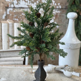 Crosswoods Juniper Bush | 20"