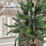 Crosswoods Juniper Bush | 20"