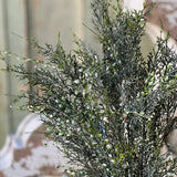 Shimmering Cedar Bush | 20"