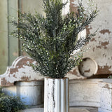 Shimmering Cedar Bush | 20"