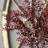 Red Ruta Rue Bush | 18"