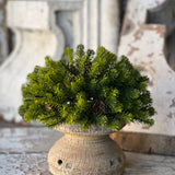 Angel Pine Greenery