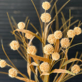 Poppins Bush | Wheat