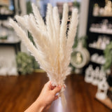 Pampas Grass Bundle