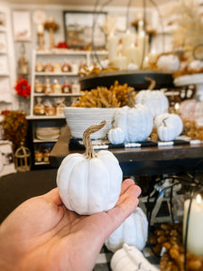 White Twisted Stem Pumpkins | 3 Sizes