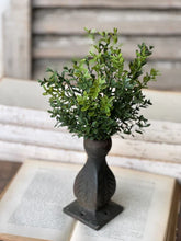 Load image into Gallery viewer, New England Boxwood
