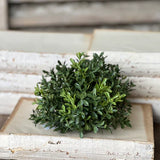 New England Boxwood