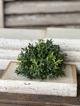 Load image into Gallery viewer, New England Boxwood
