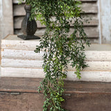 New England Boxwood